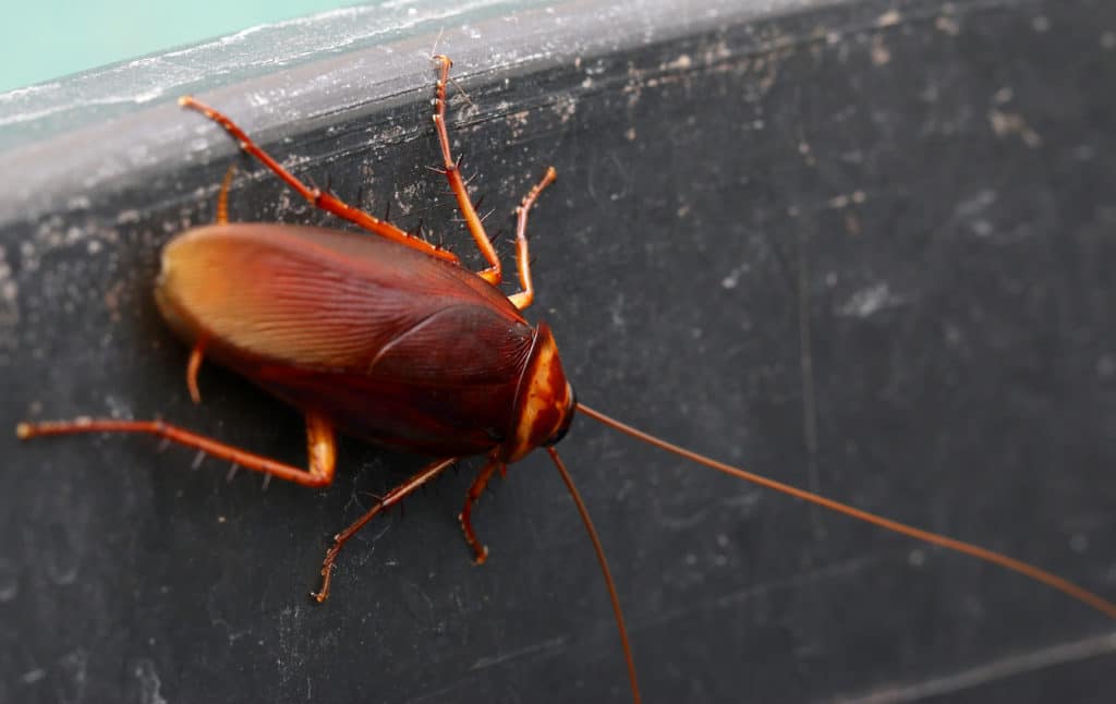 Brown cockroach close-up.