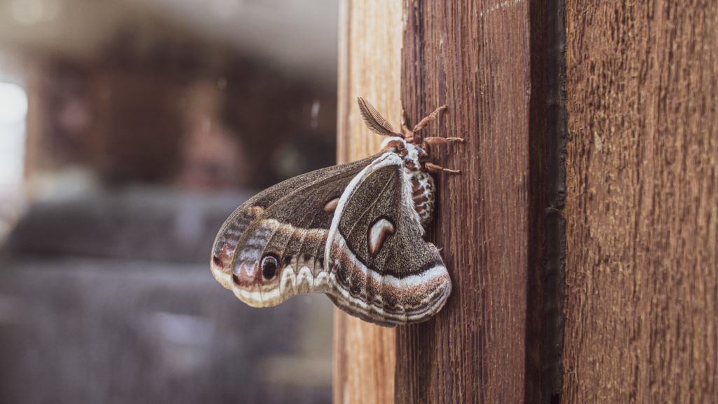 Focused shot of a brown moth resting on a wooden door.