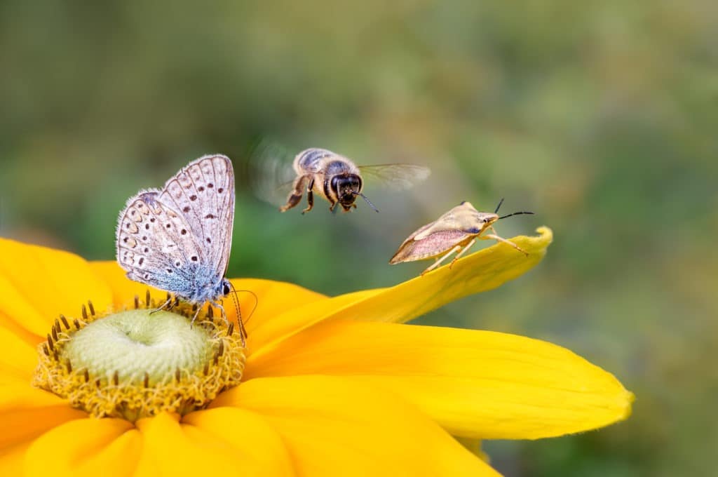 Insect biodiversity on a flower: a butterfly, a bee, and a shield bug.