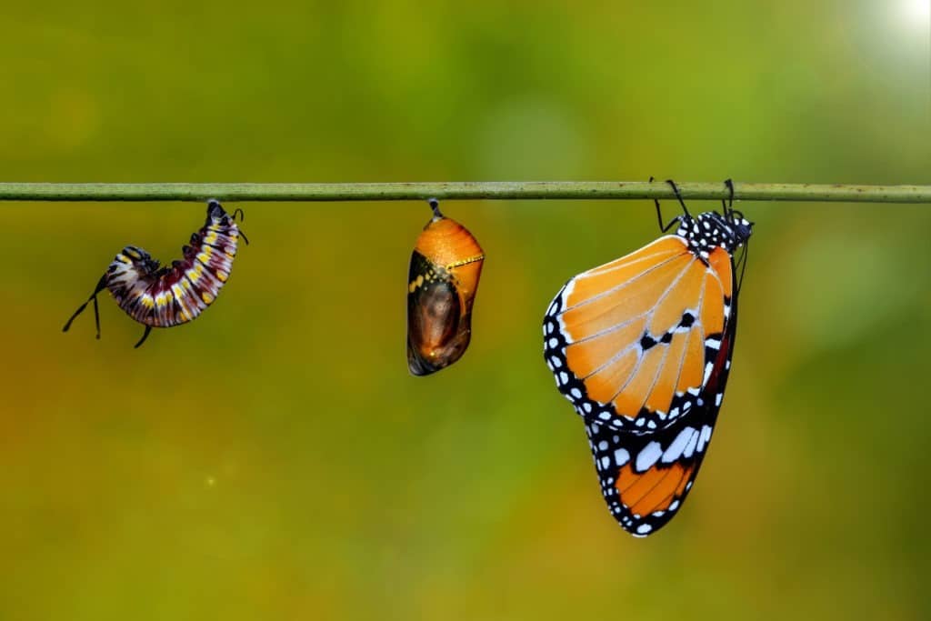 Monarch Butterfly, caterpillar, and pupa.