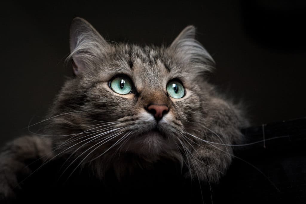 Gray cat with dark black background.