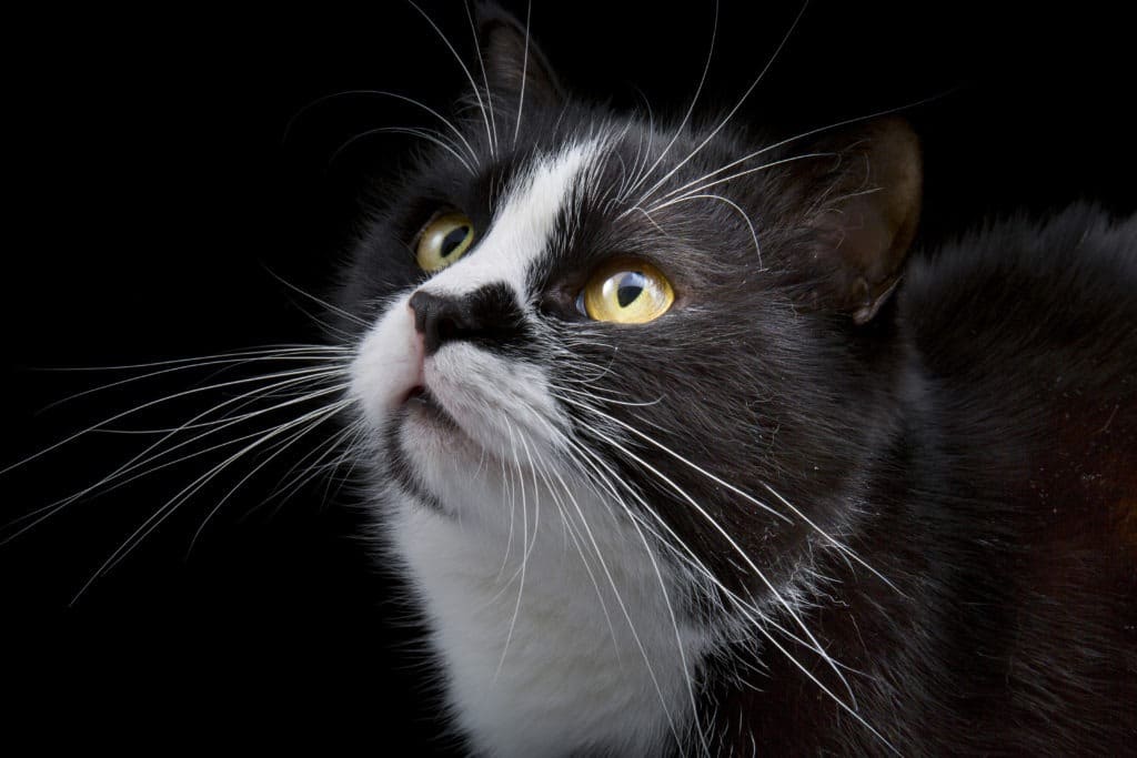 Cat muzzle with white whiskers close-up on black background.