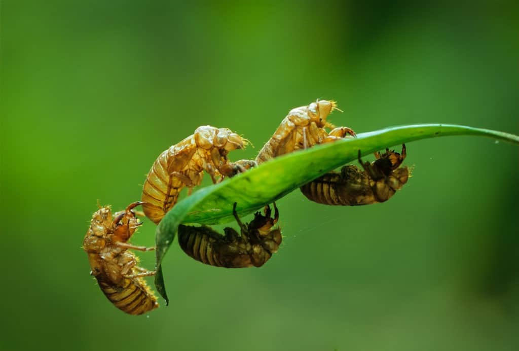 Periodic (17-year) cicada nymphal shells.