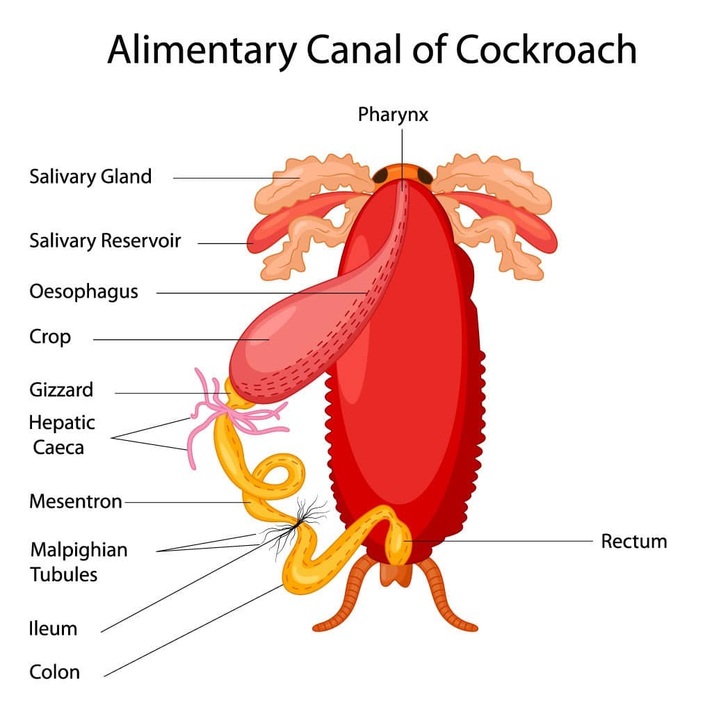 Anatomy of alimentary canal of a cockroach.