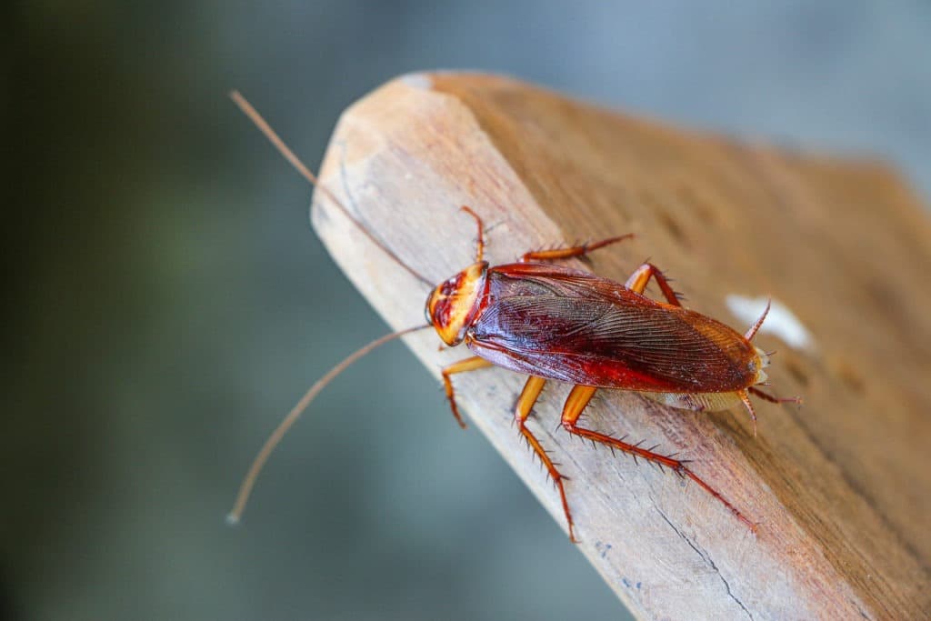 Cockroach on wood.