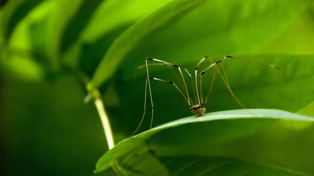 Daddy longlegs or harvestmen on bright green leaf.