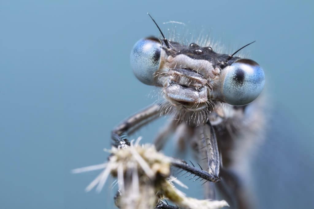 Damselfy face portrait with blue background