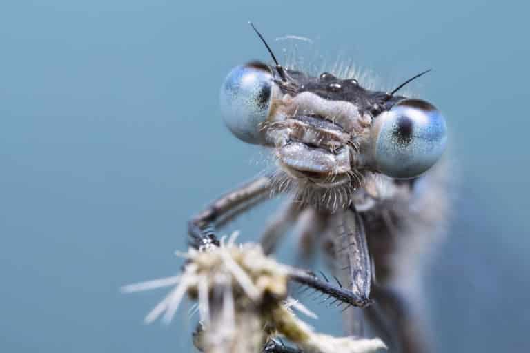 Insects vs. Arthropods What Is the Difference? (9 Points)