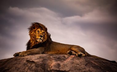 Why Are Lions Called the King of the Jungle?