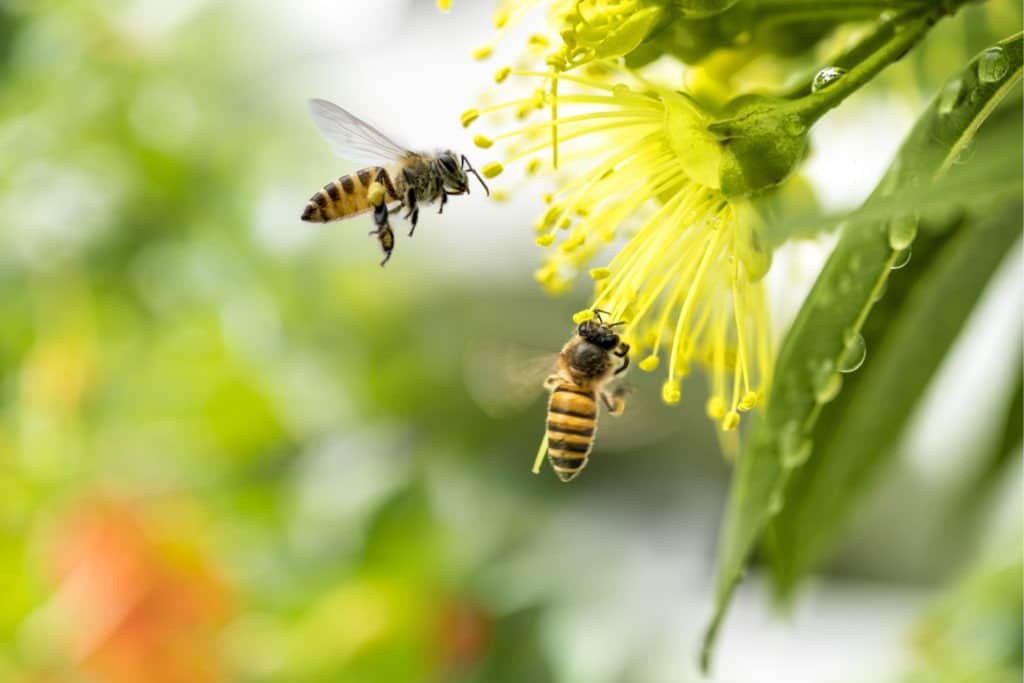 Flying honey bees pollinating yellow flower.