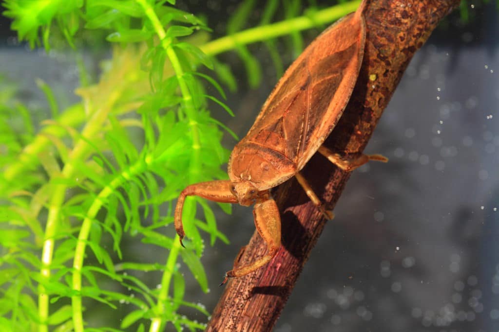 Giant water bug (Lethocerus deyrollei).