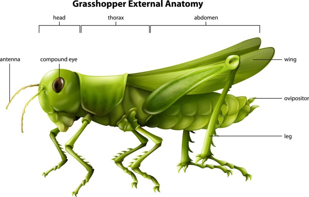 External anatomy of a grasshopper.