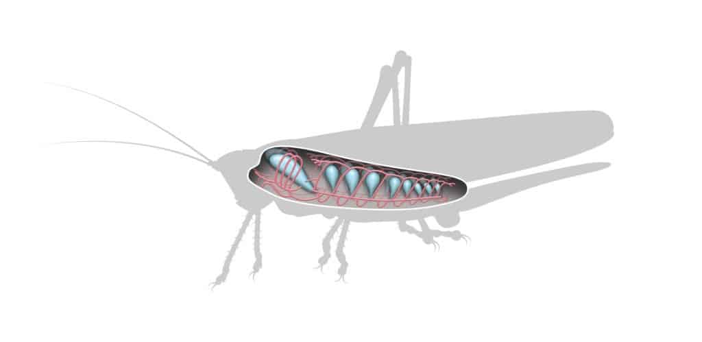 Grasshopper respiratory system diagram.