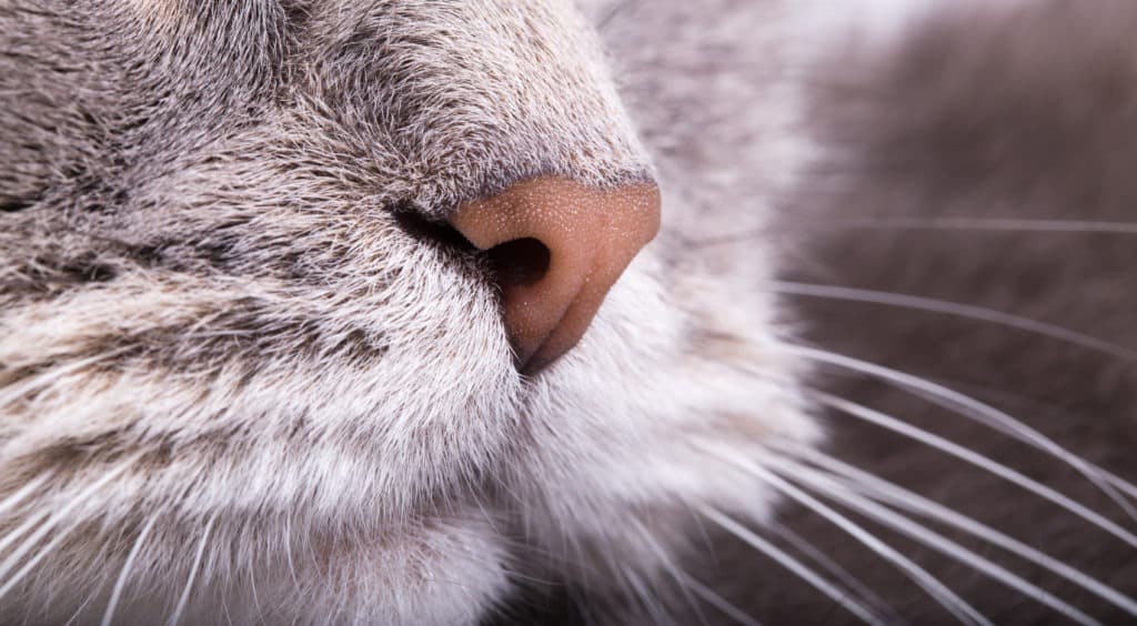 Fragment of a muzzle of a gray cat, nose and whiskers.