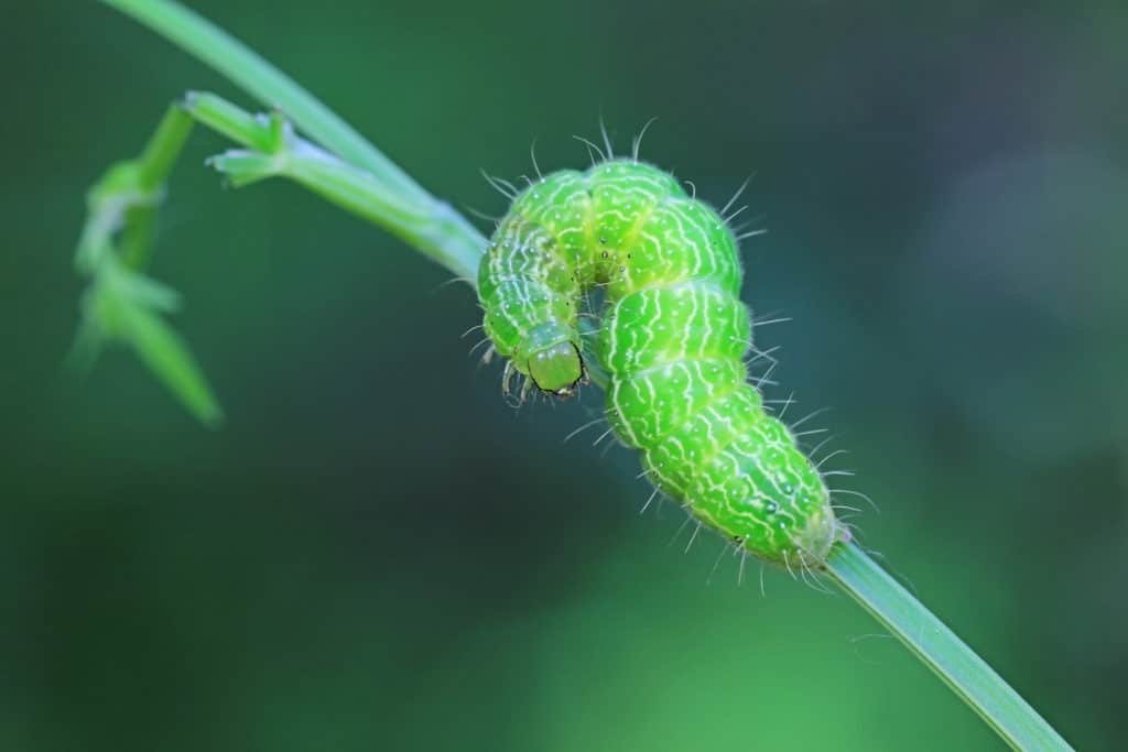 Helicoverpa armigera on a green plant.