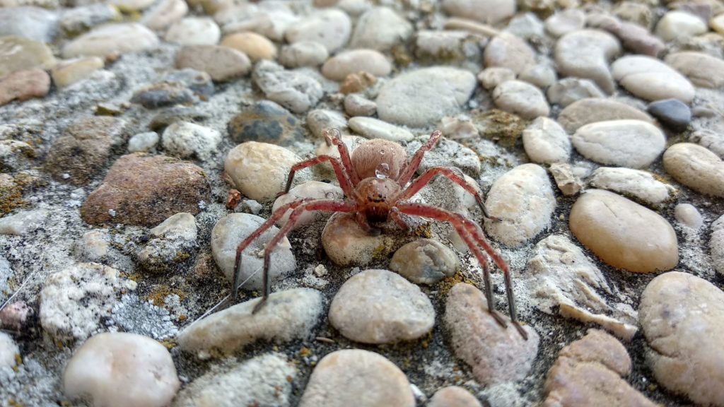 Closeup shot of a spider ricinulei on pebbles.