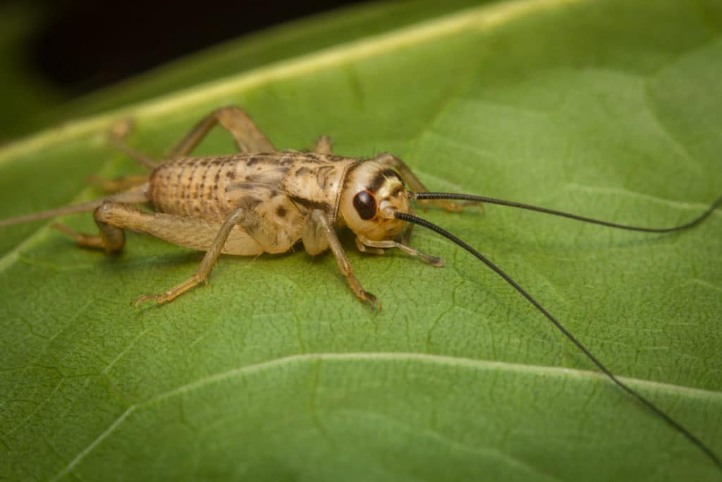 Close up feeder house cricket on green leaf.