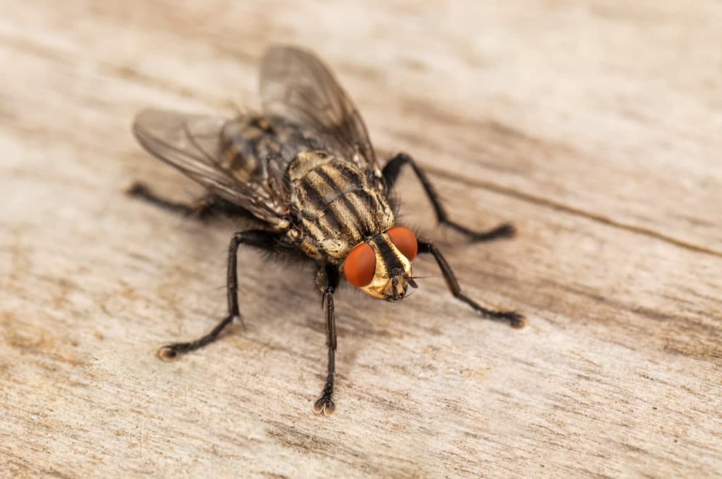 House fly on wooden surface macro.