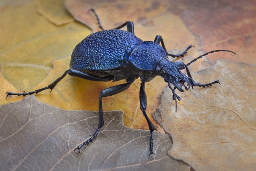 Huge violet ground beetle on leaves.