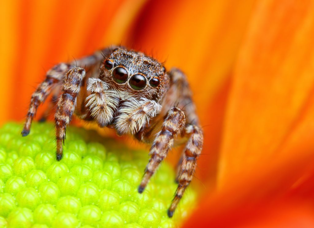 Jumping spider macro shot.