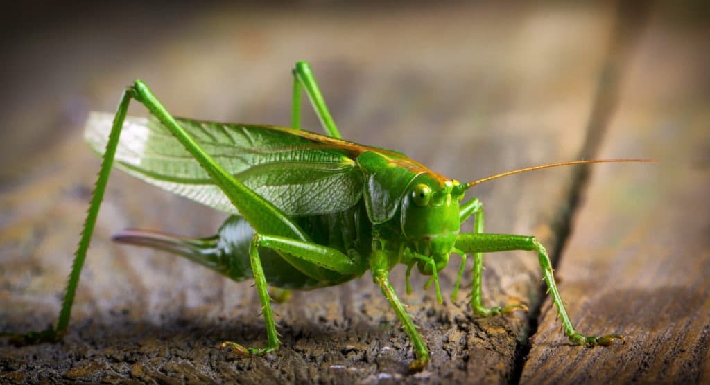 Macro close up of a big green locust grasshopper on a wooden table.