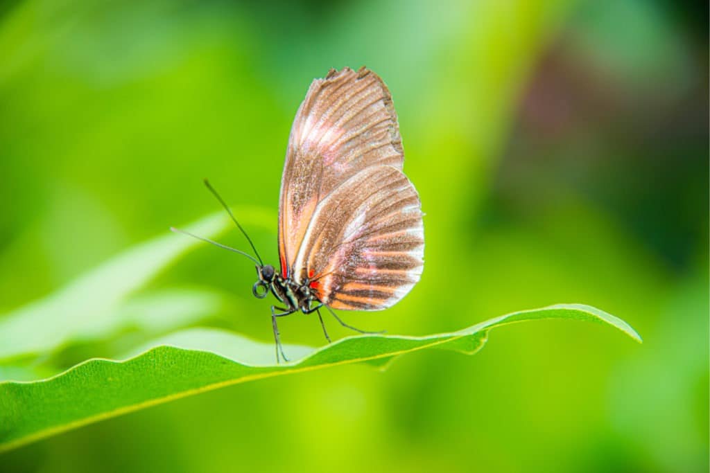 Crimson-patched longwing brush-footed butterfly.