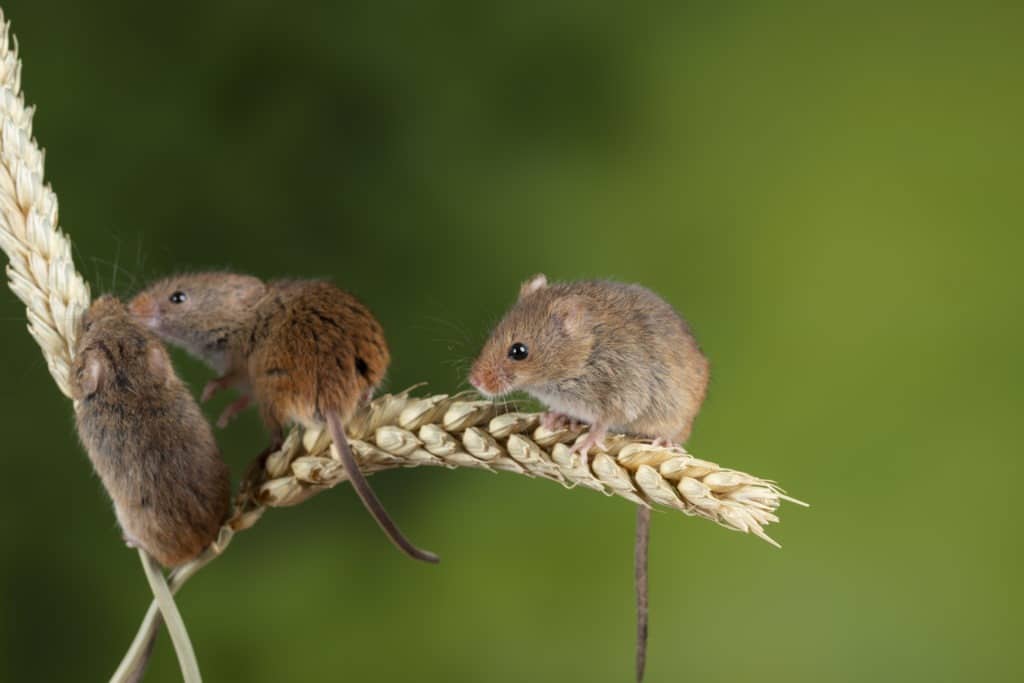 Adorable harvest mice on wheat stalk.