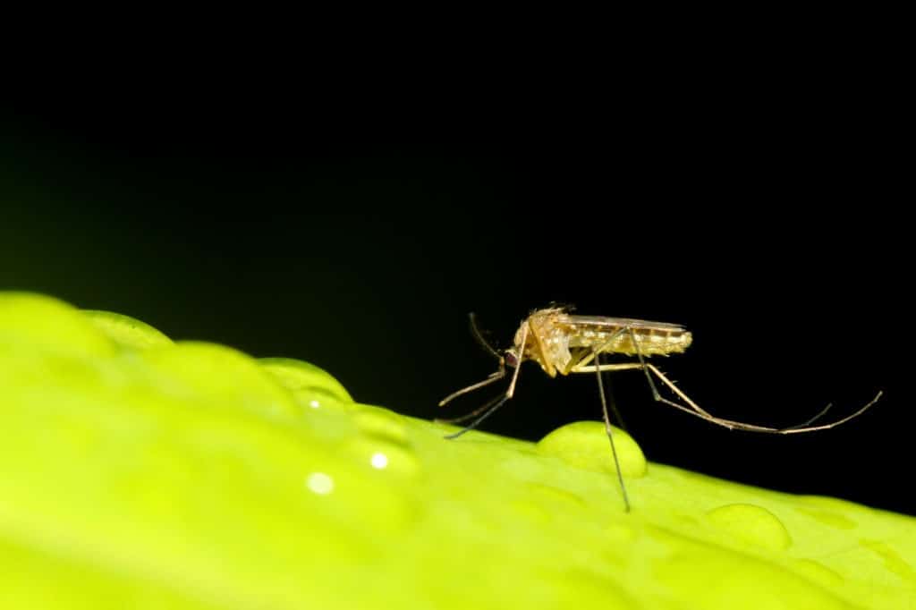 Close up of mosquito bug on a green leaf.