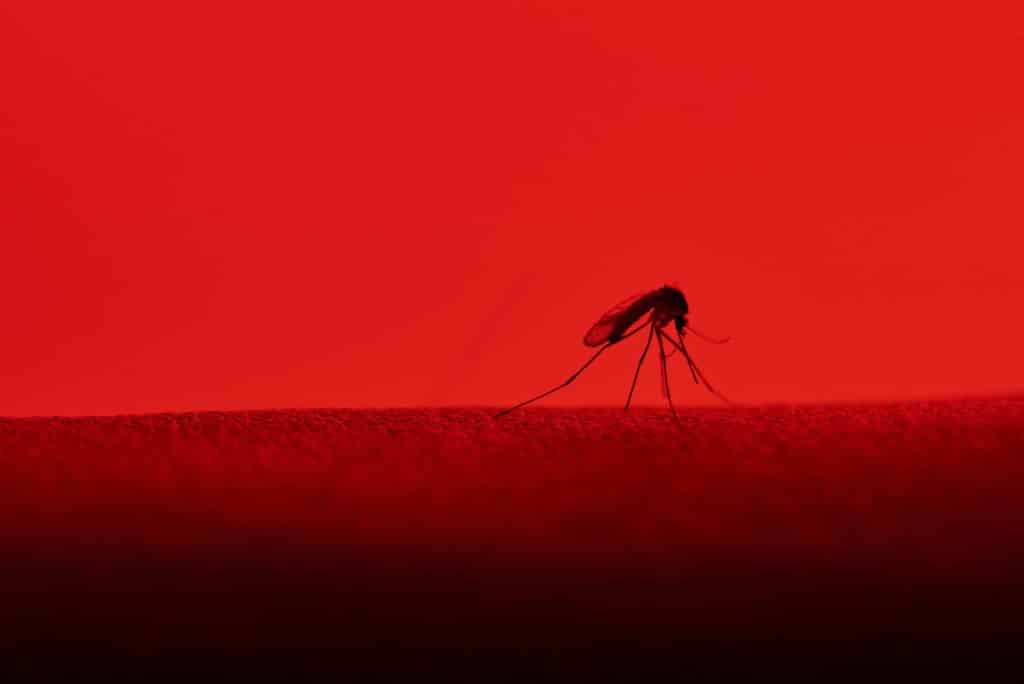 Mosquito on skin silhouette red background.