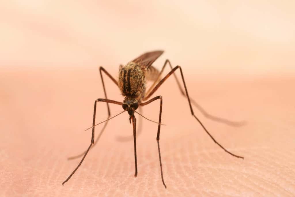 Mosquito on skin with distinct proboscis macro.