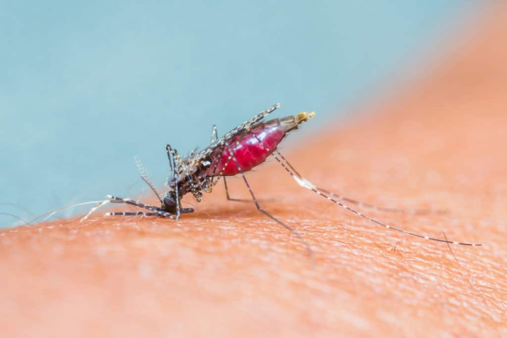 Mosquito sucking blood macro.