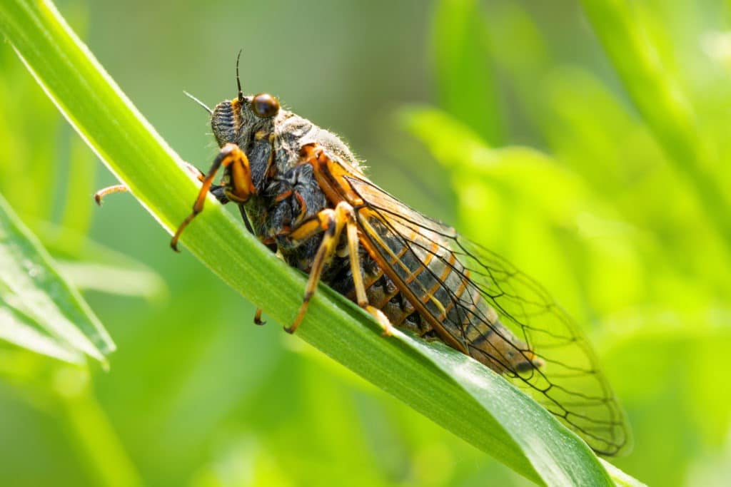 The cicadetta montana or new forest cicada on green stem, close-up.