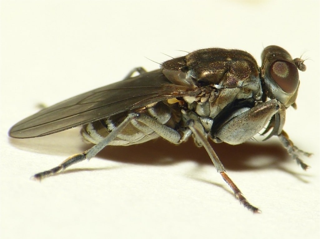 Ochthera mantis, the mantis fly, is a shore fly.