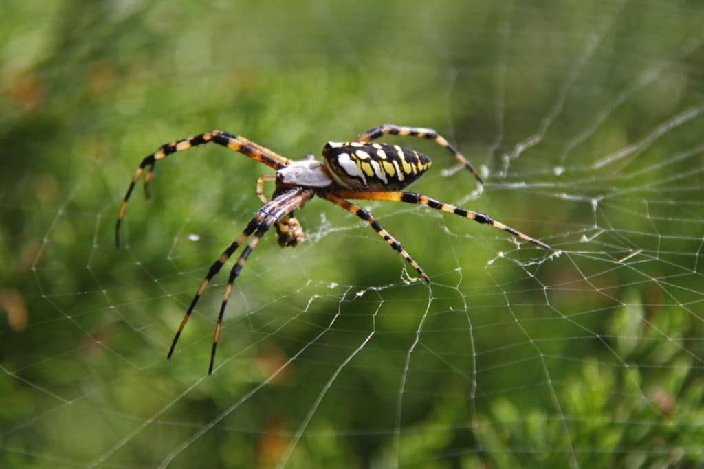 Orb-weaver spider on web.