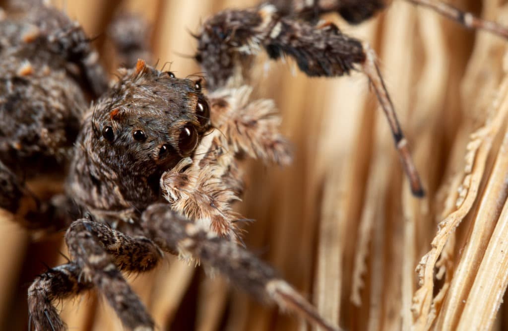 Macro photo of Portia jumping spider.