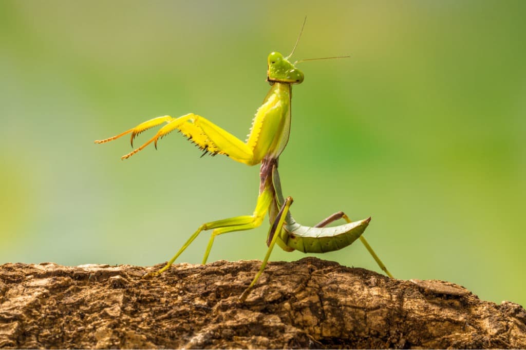 Green praying mantis on a branch.