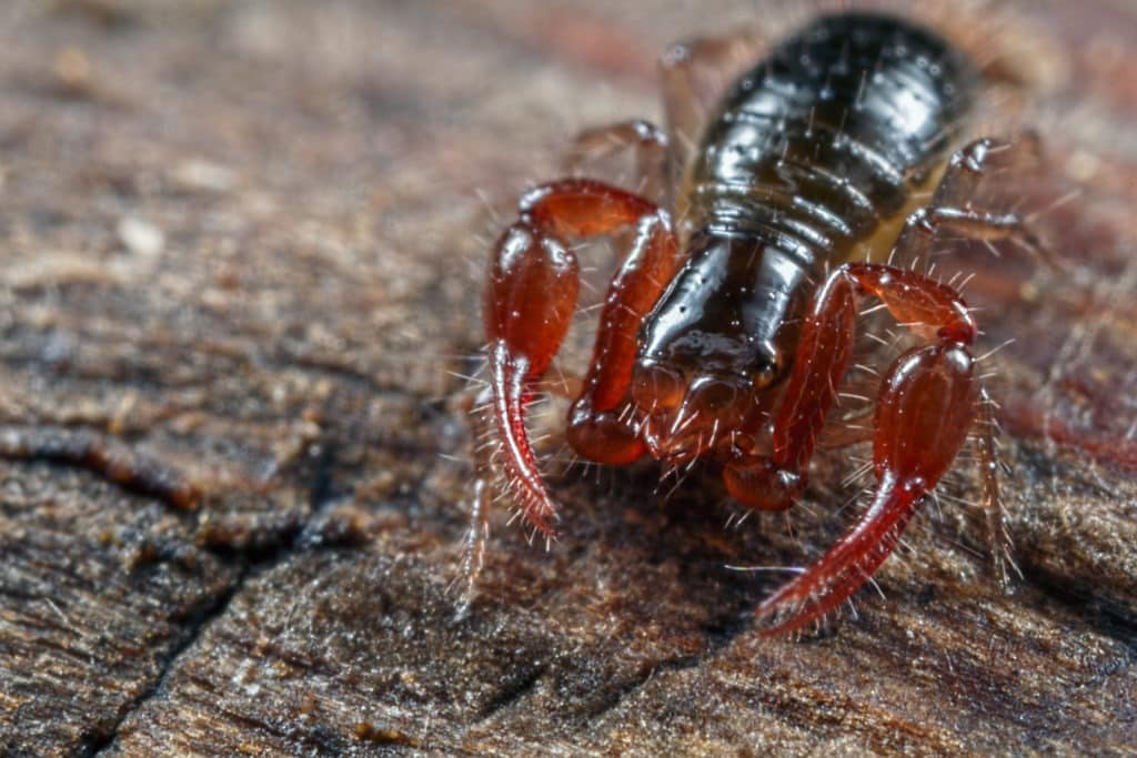 Pseudoscorpion on wooden surface.