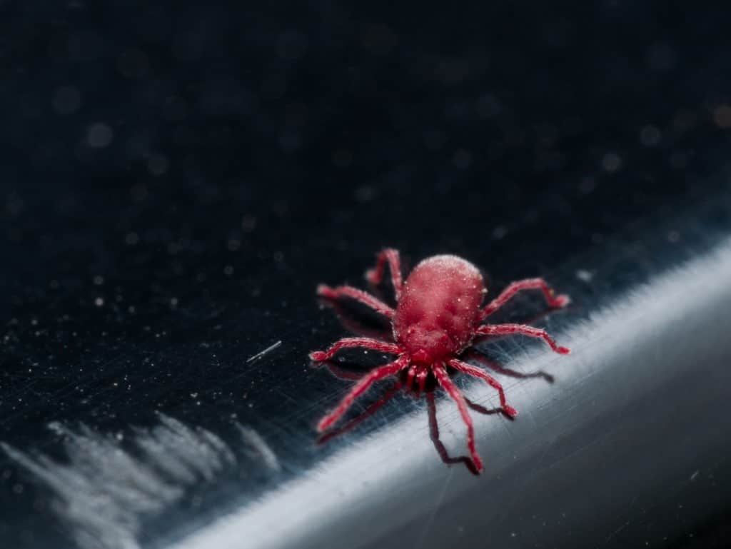 Tiny red velvet mite on a black surface.