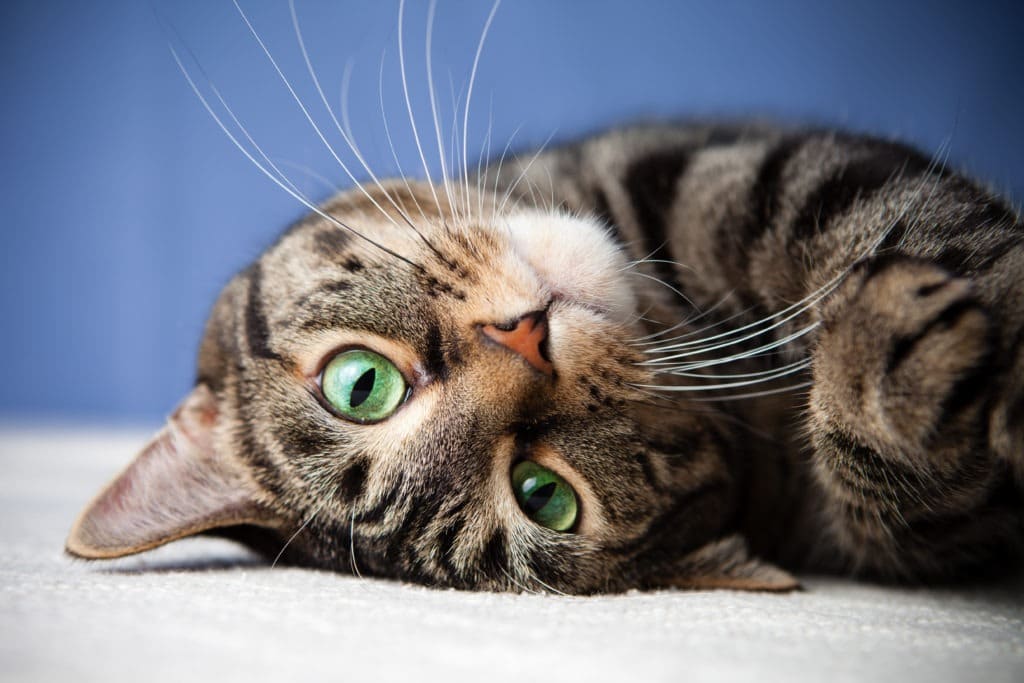 Cute rolling cat with green eyes looking.