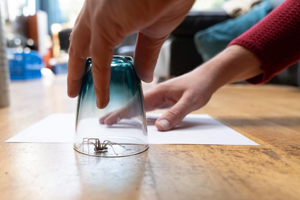 Spider caught with a drinking glass.