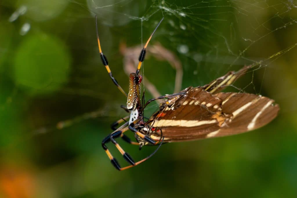 Golden silk orb-weaver spider eating a zebra longwing butterfly.