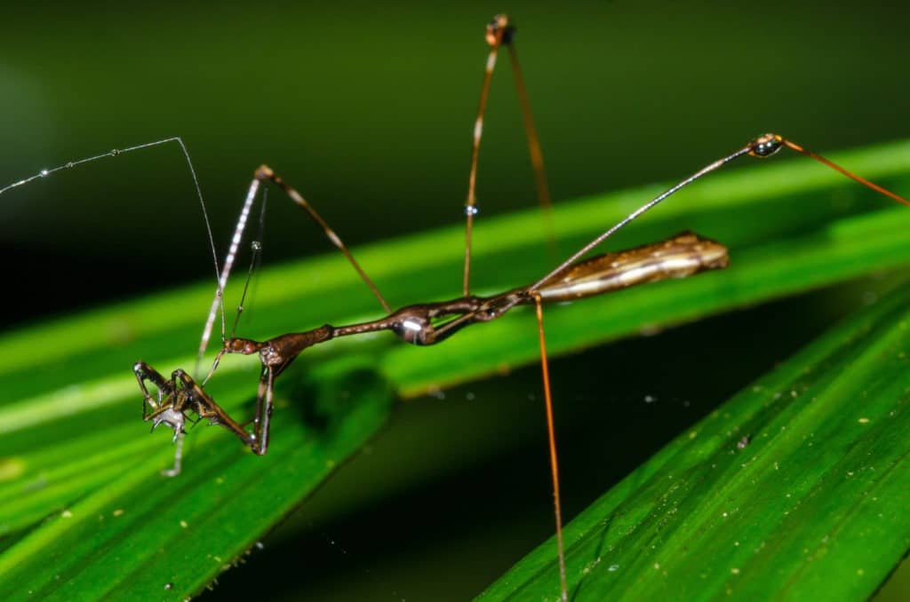 Thread legged bug (Emesinae sp.) with prey.