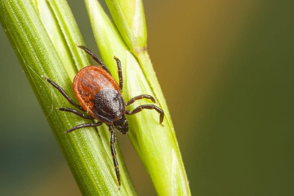 Tick on a plant straw.