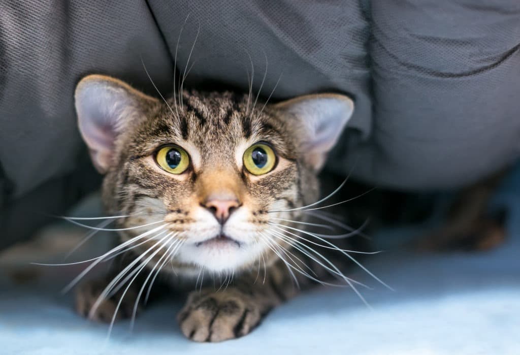 A timid domestic shorthair tabby cat hiding under a blanket.