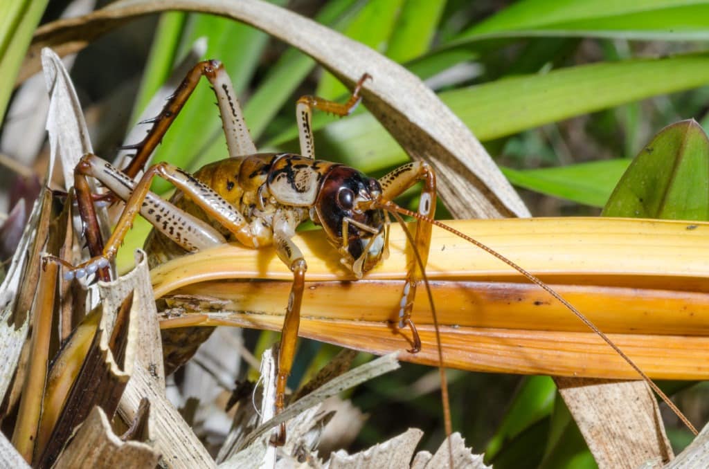 Macro image of an Auckland tree weta among leaves.