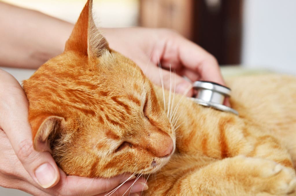 Veterinarian examining a kitten.