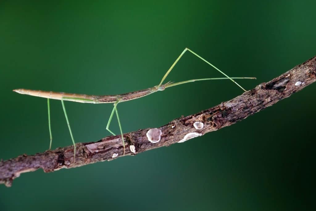 Phasmids also known as walking stick insects, stick-bugs, bug sticks or ghost insect.