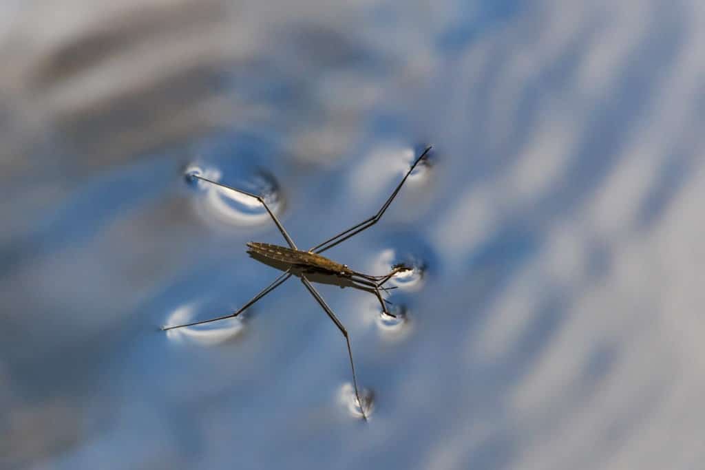 Gerris lacustris, commonly known as the common pond skater.