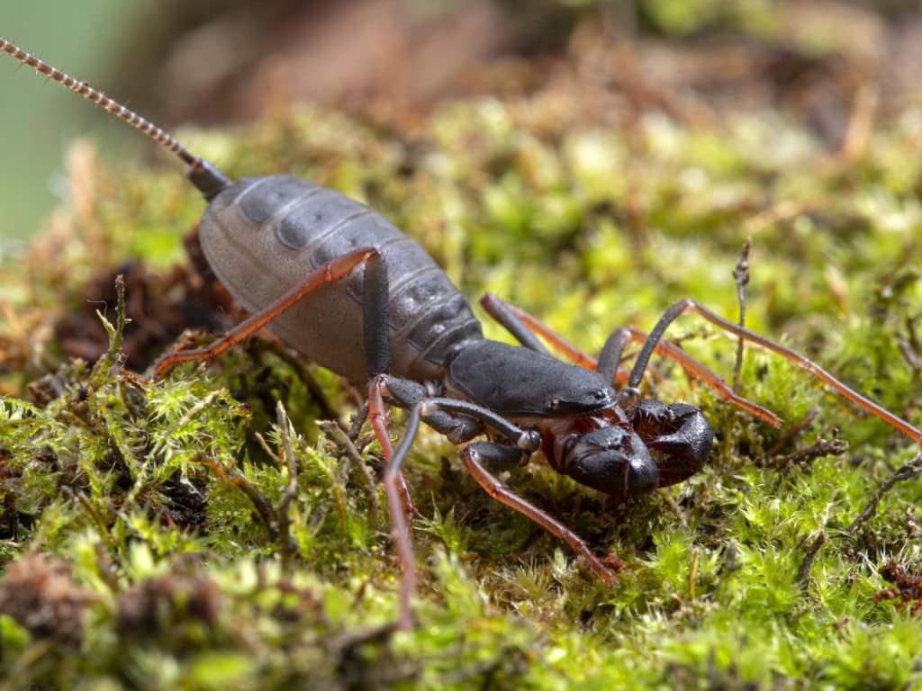 Whip scorpion or vinegaroon.