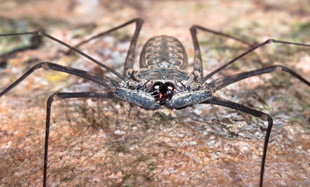 Whip spider or tailless whip scorpion.